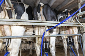 Milking a cow 'Prim'Holstein', summer, Lot, France