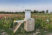 Sale of self-service gladioli, Sangatte, Hauts de France, France
