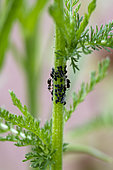 Black Aphid colony maintained by ants, spring, Moselle, France
