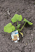 Pumpkin 'Butternut' plant in a vegetable garden in the spring, Moselle, France