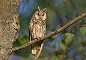 Long-eared owl (Asio otus) sitting on a branch, Burgenland, Austria, Europe