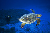 Hawksbill Turtle (Eretmochelys imbricata) and diver on the outer slope of the Mayotte lagoon