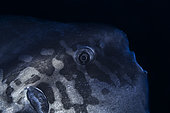 Poisson lune (Mola mola) de la Twilight Zone, Mayotte