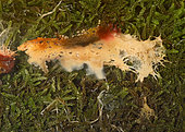 Grindal worms (Enchytraeus buchholzi) cultured as aquarium fish food. Development of mold