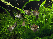 Artemia feeding for Black tetra (Gymnocorymbus ternetzi) group