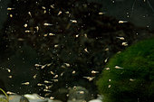 Convict cichlid (Amatitlania kanna) 'Panama' fry feeding