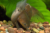 Howong betta (Betta unimaculata), spawning pair
