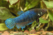 Siamese fighting fish (Betta splendens) female injured by the male