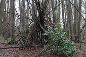 Shelter made with branches in the forest of Fausses-Reposes in Ville-d'Avray, Hauts-de-Seine, Ile-de-France, France