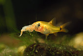 Young Gold barb (Barbodes semifasciolatus = Puntius schuberti) eating an Artemia