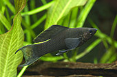 Black Sailfin molly (Poecilia latipinna)