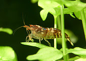 Freshwater shrimp (Caridina cf. breviata 'Bumble Bee')