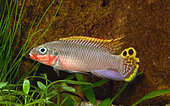 Pelvicachromis taeniatus Nigeria Red