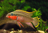 Nigerian Red (Pelvicachromis taeniatus) in aquarium