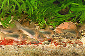 Bronze corydoras (Corydoras aeneus) and Peppered corydoras (Corydoras paleatus) eating bloodworms in aquarium