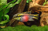Kribensis (Pelvicachromis pulcher), pregnant female