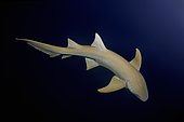 Tawny nurse shark (Nebrius ferrugineus) swims in the blue water, Indian Ocean, Maldives, Asia
