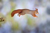 Eurasian red squirrel (Sciurus vulgaris) jumps from a broken branch, Germany, Europe
