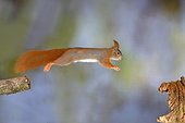 Eurasian red squirrel (Sciurus vulgaris) jumps from a broken branch, Germany, Europe
