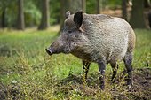 Wild boar (Sus scrofa), Bache in the forest, captive, Germany, Europe