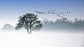 River Elbe Floodplains in winter, solitary tree, flock of birds, geese in early mist, Central Elbe Biosphere Reserve, Saxony-Anhalt, Germany