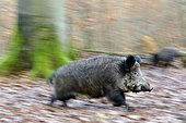 Wild boar (Sus scrofa), sow running, captive, North Rhine-Westphalia, Germany, Europe