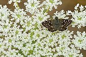 Grizzled Skipper (Pyrgus malvae), Schwaz, Tyrol, Austria, Europe