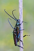 Musk beetle (Aromia moschata) an Halm, Paarung, Burgenland, Austria, Europe