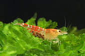 Crystal red shrimps (Caridina logemanni)