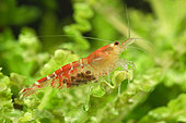 Crystal red shrimps (Caridina logemanni)