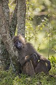 Olive baboon (Papio anubis) relaxing, leaning on tree, Masai Mara National Reserve, Kenya, Africa