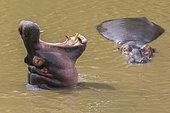 Hippo (Hippopotamus amphibius) with open mouth displaying dominance in a river, Masai Mara National Reserve, Kenya, Africa