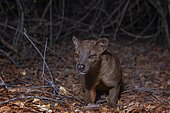 Fossa (Cryptoprocta ferox) in the dry forests of West-Madagascar, Madagascar, Africa