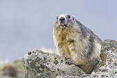 Alpine Marmot (Marmota marmota) on rocks, animal portrait, national park Hohe Tauern, Carinthia, Austria, Europe