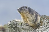 Alpine Marmot (Marmota marmota) on rocks, animal portrait, national park Hohe Tauern, Carinthia, Austria, Europe