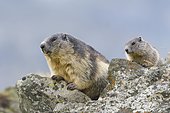 Alpine Marmots (Marmota marmota) on rockss, old animal and young animals, National Park Hohe Tauern, Carinthia, Austria, Europe