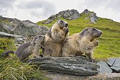 Alpine Marmots (Marmota marmota) on rocks, National Park Hohe Tauern, Carinthia, Austria, Europe