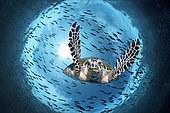 Green turtle (Chelonia mydas) diving under, backlit, Fish Swarm, Total Reflection, Great Barrier Reef, UNESCO, World Natural Heritage, Queensland, Cairns, Australia, Pacific Ocean, Oceania