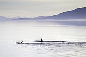Orcas (Orcinus orca), just after dawn, Inside passage, Alaska, USA, North America