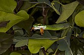 Mexican parrot snake (Leptophis mexicanus) devours red-eyed tree frog (Agalychnis callidryas), Villa Rapas Resort, Province of Puntaarenas, Costa Rica, Central America