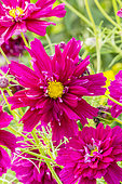 Cosmos bipinnatus 'Double Click Carmin'