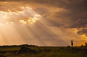 Impala (Aepyceros melampus), male silhouetted against beautiful cloudy evening sky, Masai Mara Game Reserve, Kenya, Africa