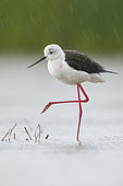 Black-winged Stilt (Himantopus himantopus), adult female standing in a water under the rain, Campania, Italy