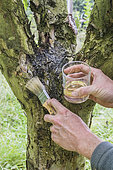 Application of table oil on the bark of a fruit tree against overwintering forms of pests (eggs, nymphs).