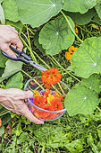 Harvest of nasturtium flowers for consumption in the kitchen
