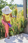 Woman cutting faded stems of Euphorbia (Euphorbia characias)
