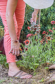 Woman removing faded flower heads of african daisy (Arctotis sp)