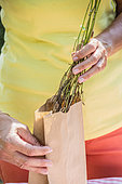 Woman recovering columbine seeds (Aquilegia vulgaris) in a paper bag.