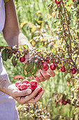 Harvest of myrobolan plums (Prunus cerasifera) for jam