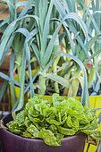 Mini vegetable garden salad (chicory) and leeks grown in pots.
